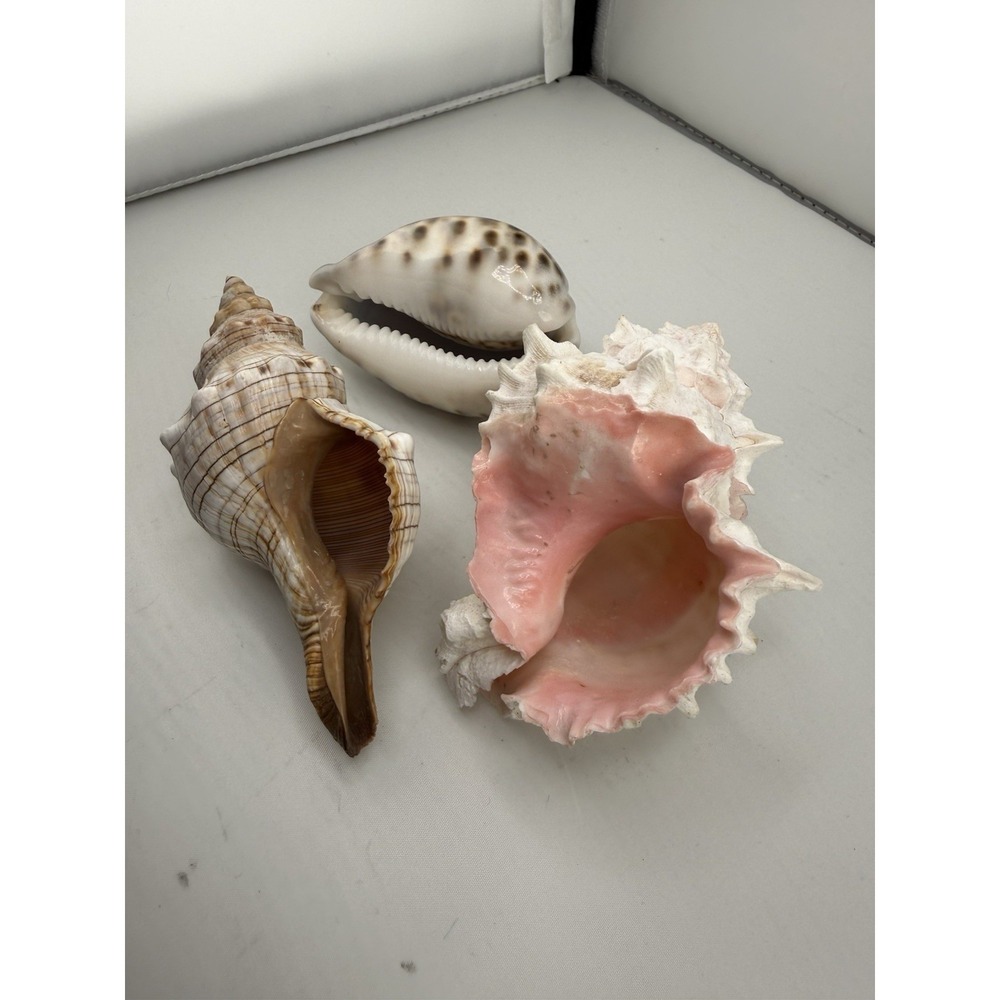 Set Of 8 VTG Estate Sea Shells Inclu. Various Sizes And Types + 10" Conch - Picture 13 of 16